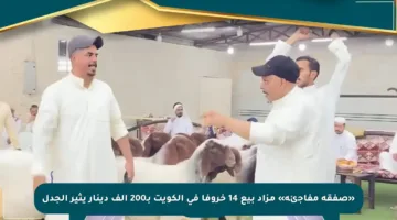 «صفقة مفاجئة» مزاد بيع 14 خروفا في الكويت بـ200 ألف دينار يثير الجدل